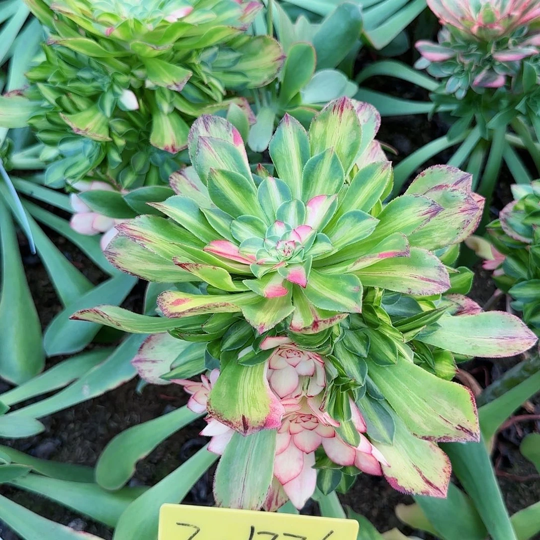 3-1336--知否多头多肉