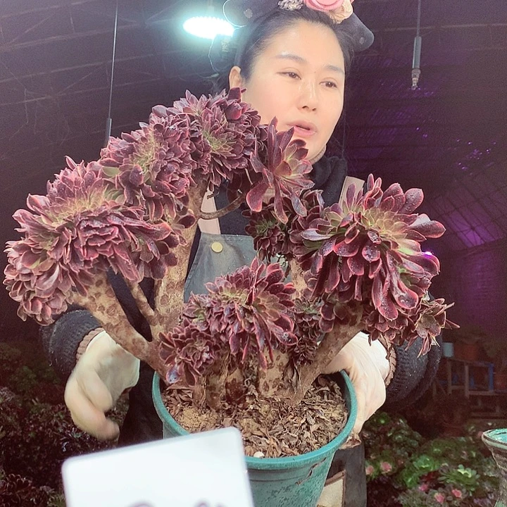 柒柒精品多肉脱土发货不包断侧枝S492