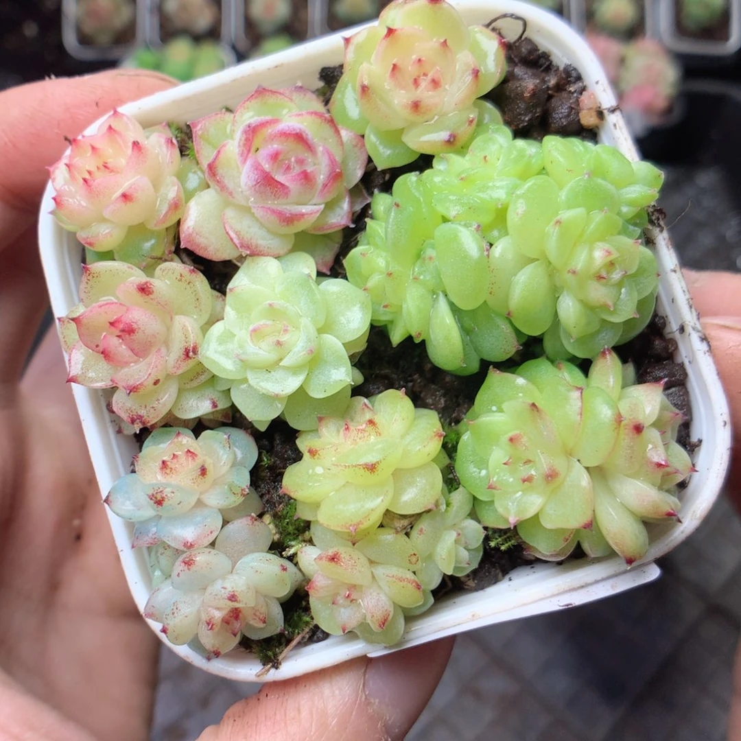 无花朵Q37yyyyyyyyy