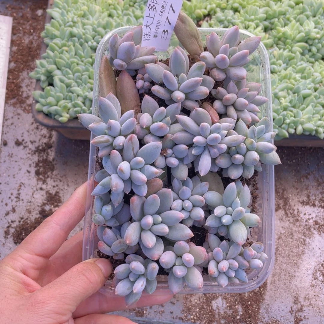 糕大上多肉植物377