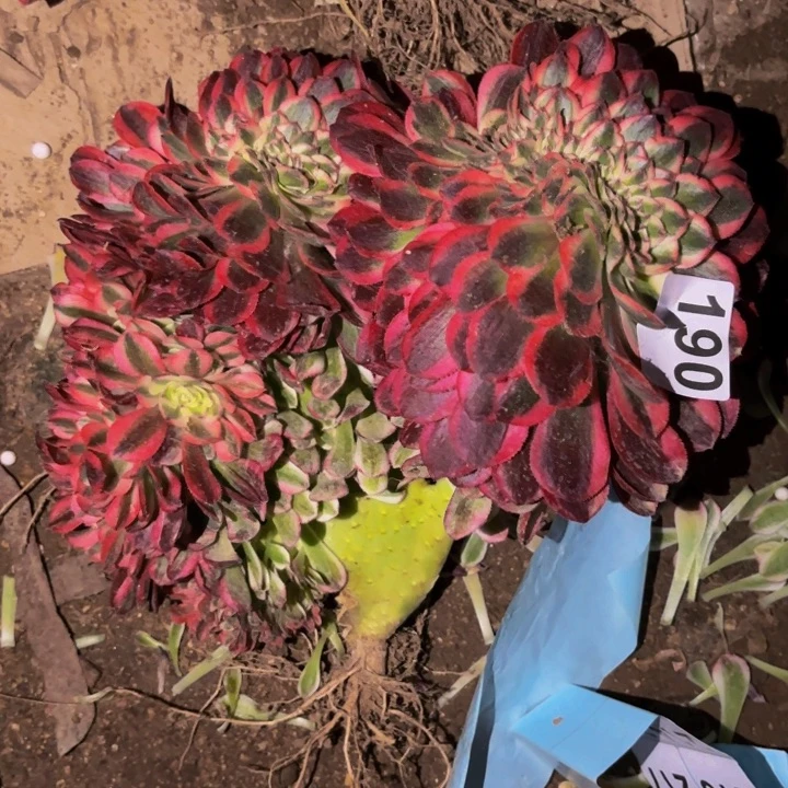 190半糖荔枝多肉植物不售后