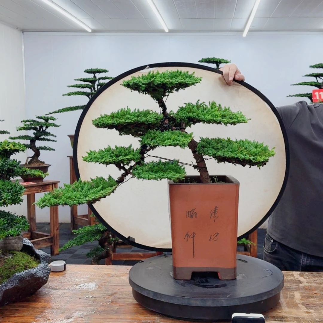 无花朵66666666666666