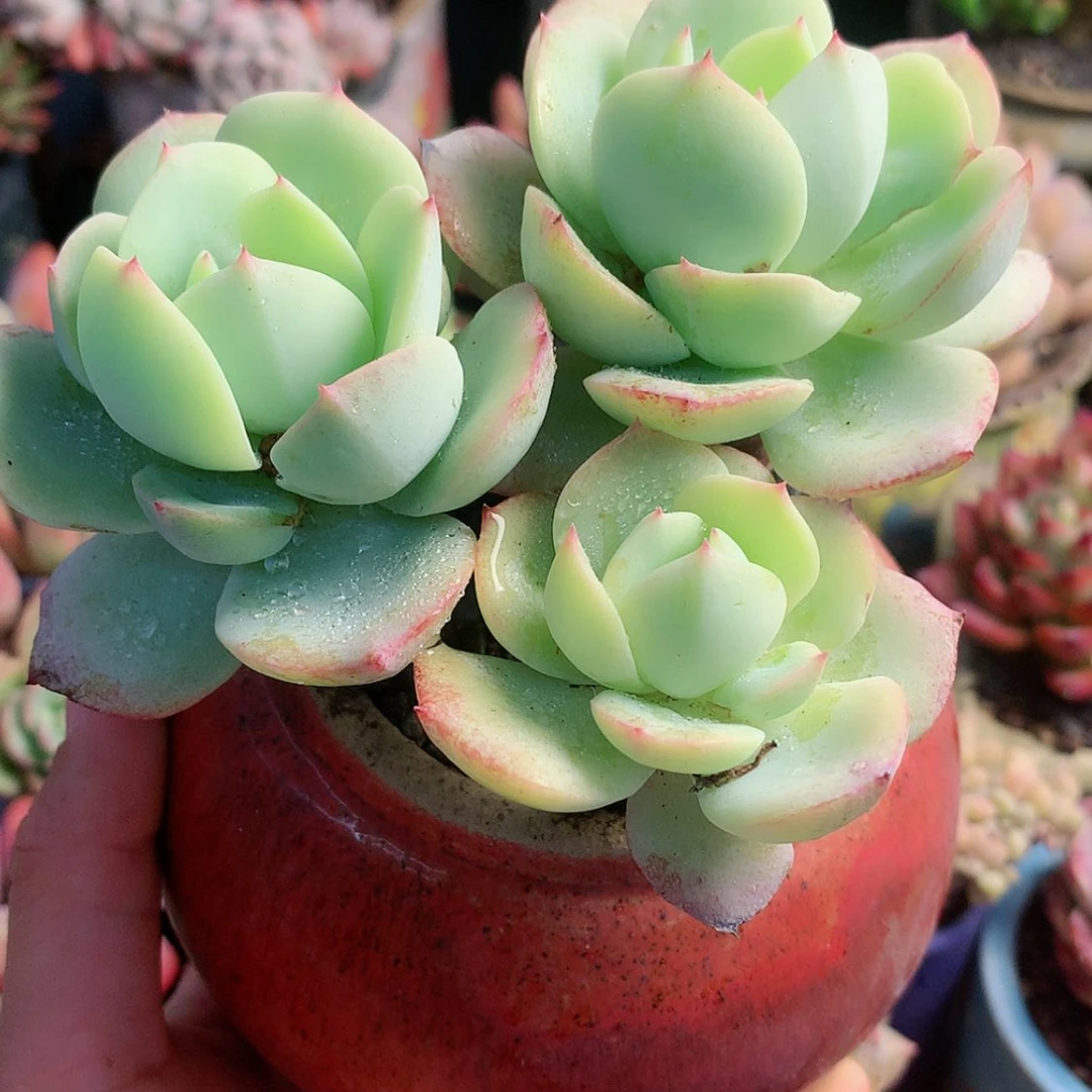 【闪购商品】么**?么么哒恋曲