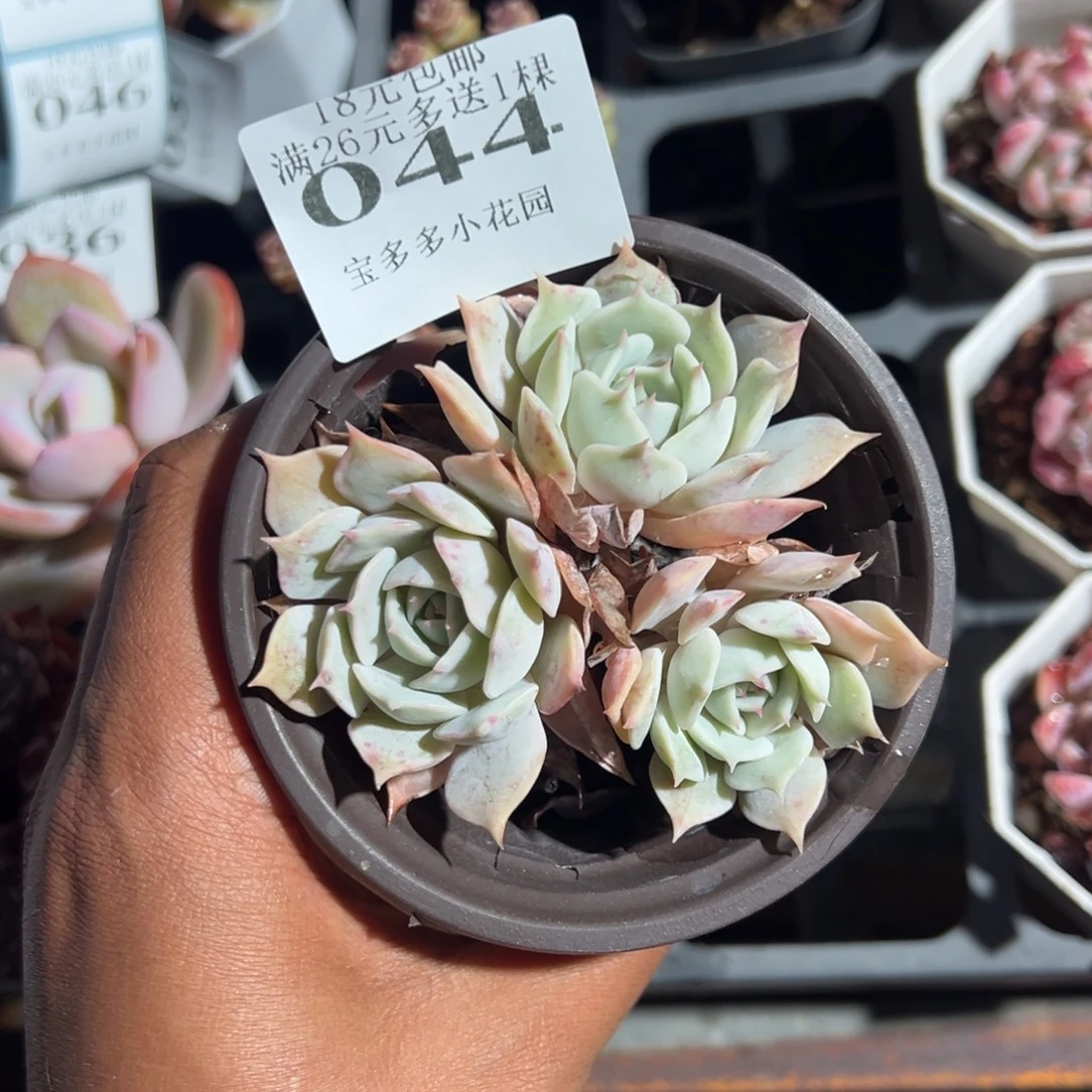 044号三头露娜莲一物一拍满18包邮