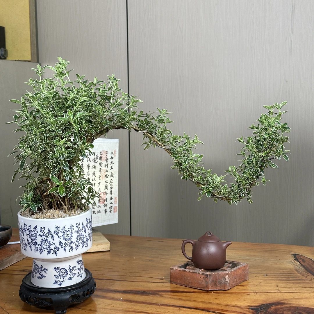 飘枝老桩金边六月雪禅意盆景室内绿植桌面盆景盆栽防辐射组合花卉