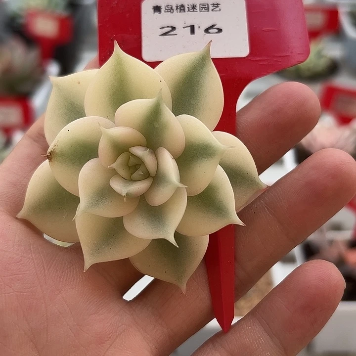 216号贝加尔湖锦多肉