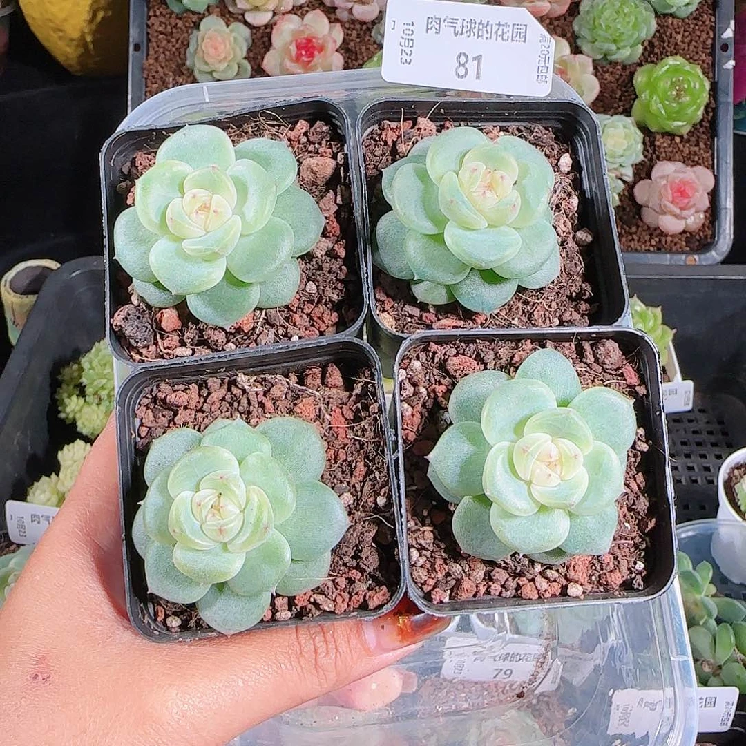 1023-81冰心17任意发一物一拍