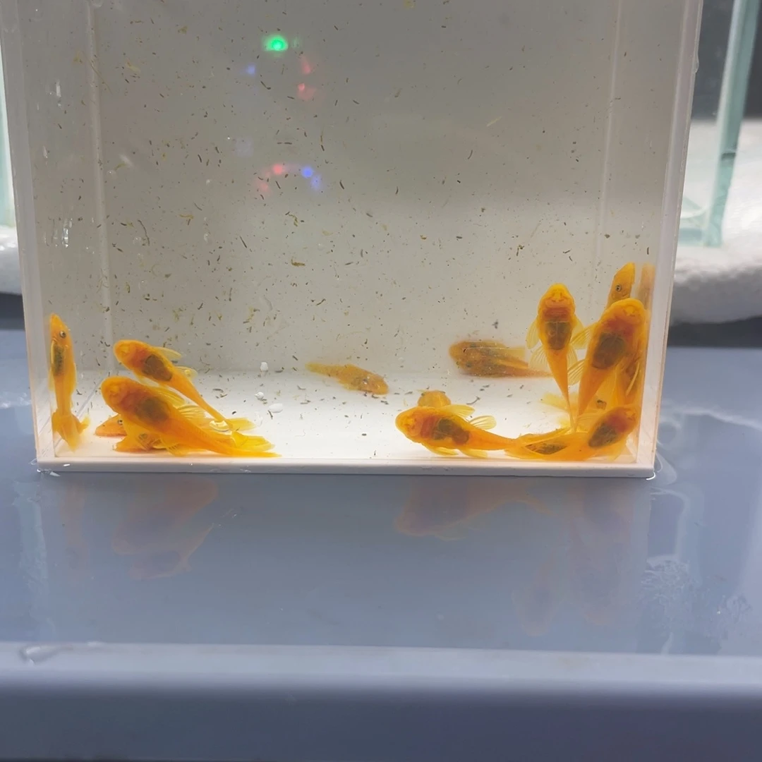孔雀鱼小胡子二十条开箱视频报损