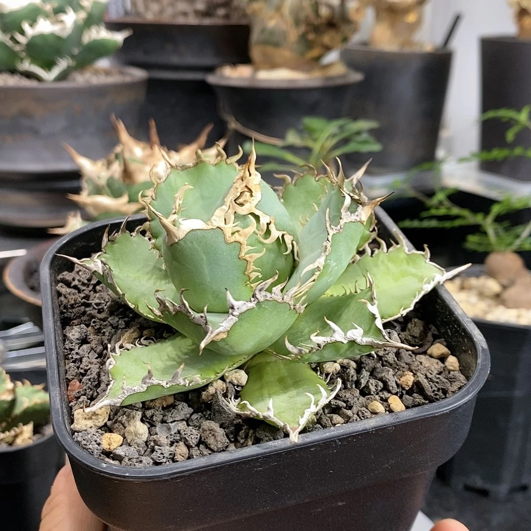 蕾丝带盆不退不换