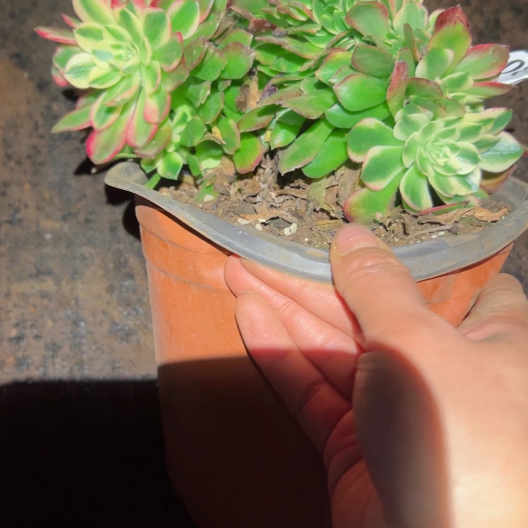 2085 号多肉植物法师新年福利