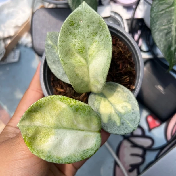 太行（阿根廷公主球兰Hoya Argentea Princess）锦化好看