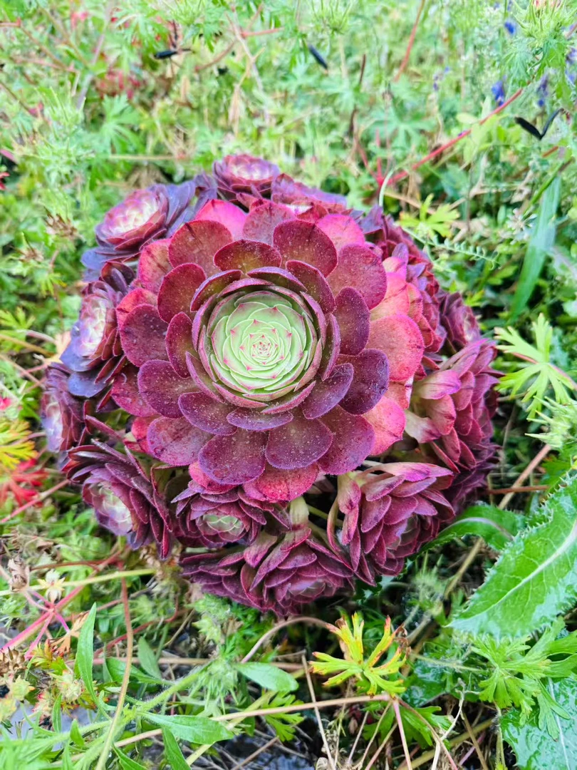 樱桃仙子手捧鲜花脱土发货法师多肉植物叶展15-20厘米