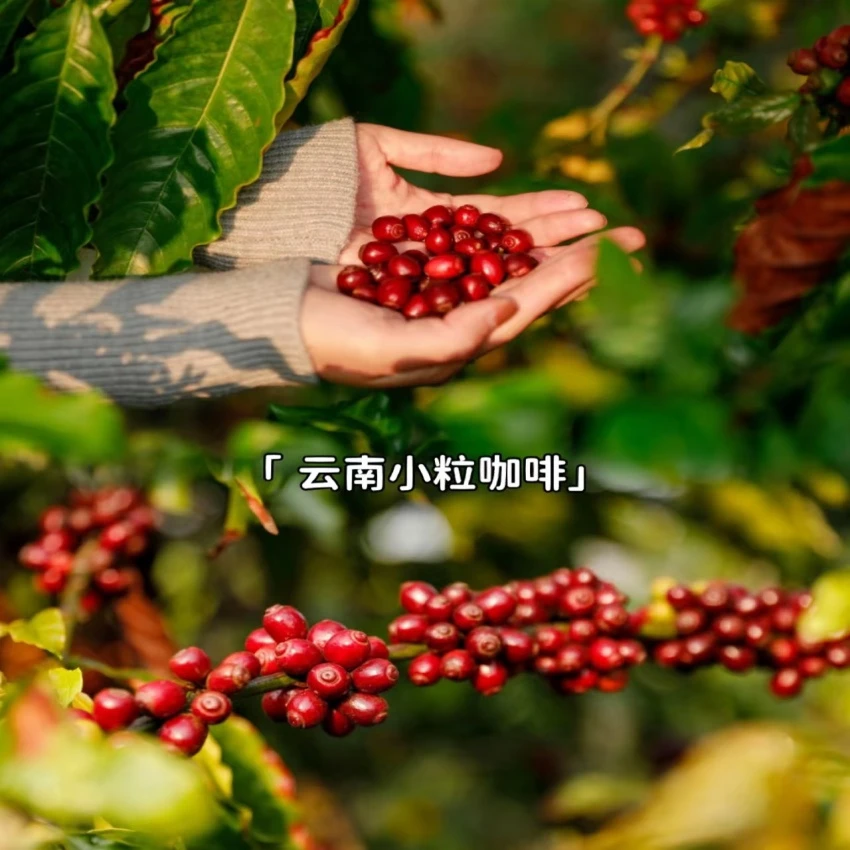 云南普洱小粒咖啡果新鲜咖啡果老品种卡帝姆鲜采摘发酵果体验使用