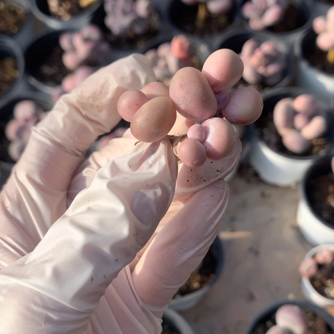 水光针奶酪多肉水光针