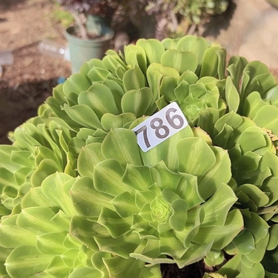 明***月多肉植物一个琉璃