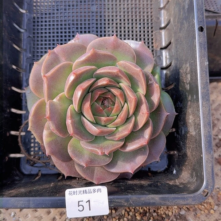 喜*花时光精品多肉51