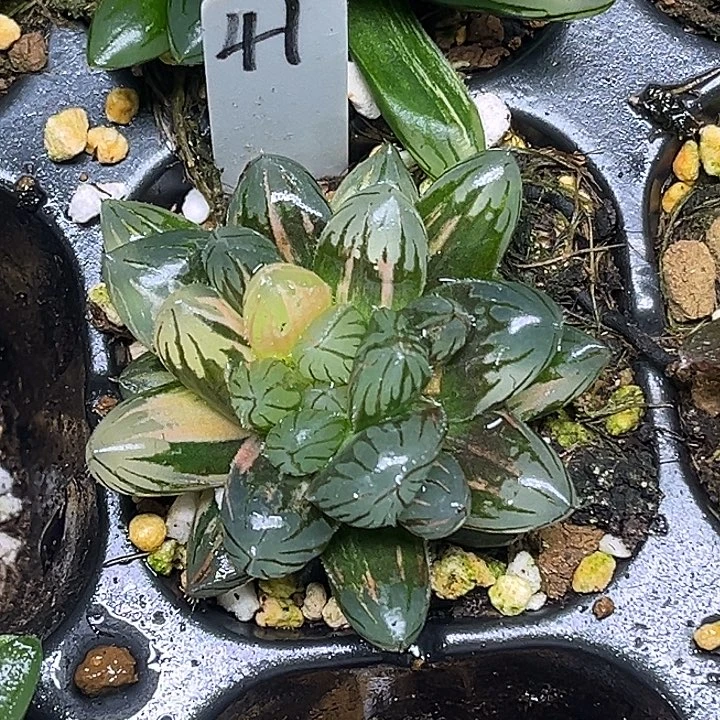 41龙爪玉露锦脱土发货