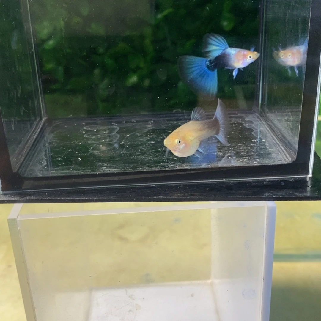 孔雀鱼黄花蓝礼服欧翼一对