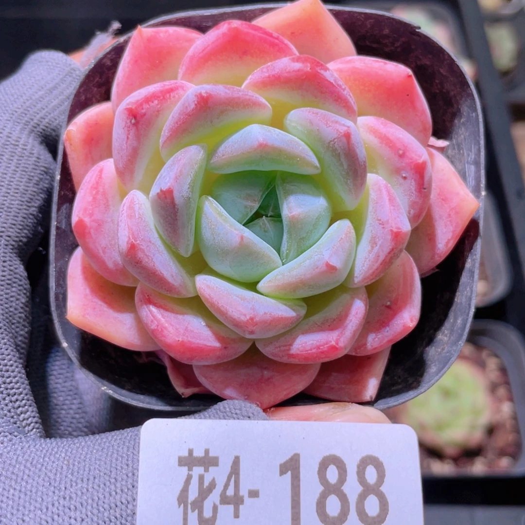 花利美 4-188冰糖