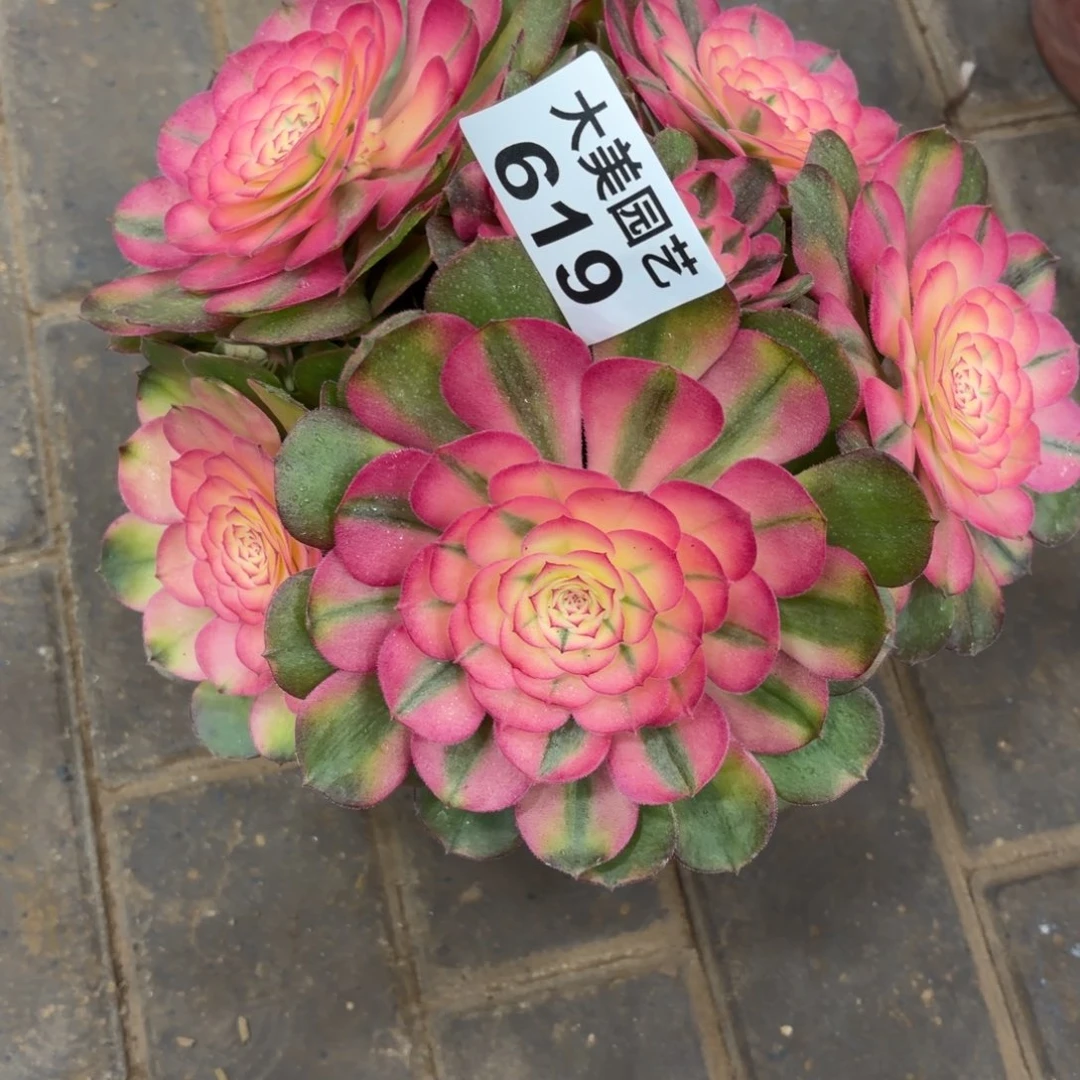 阿***戴荔枝福利老桩619肉肉肉肉