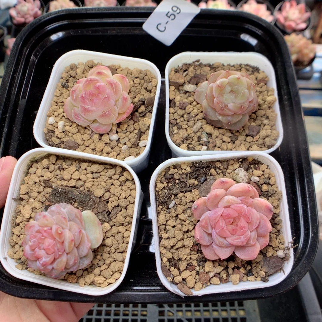 C59糖心优选，柿子多肉20包邮两天凑单