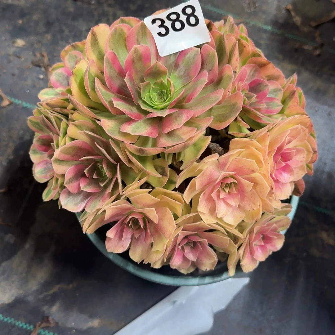 雨河多肉植物老庄388