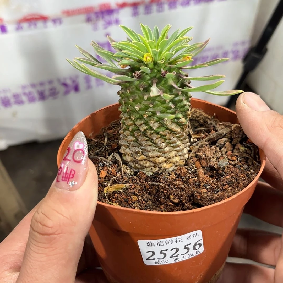 ?****25256一物一拍单头发货有根