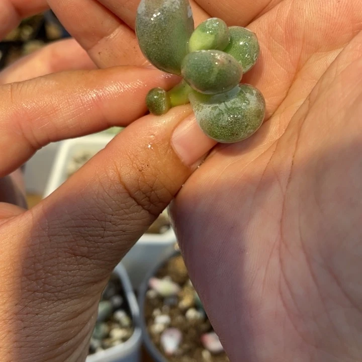 238黄金鸡蛋大叶奶锦啊啊啊啊