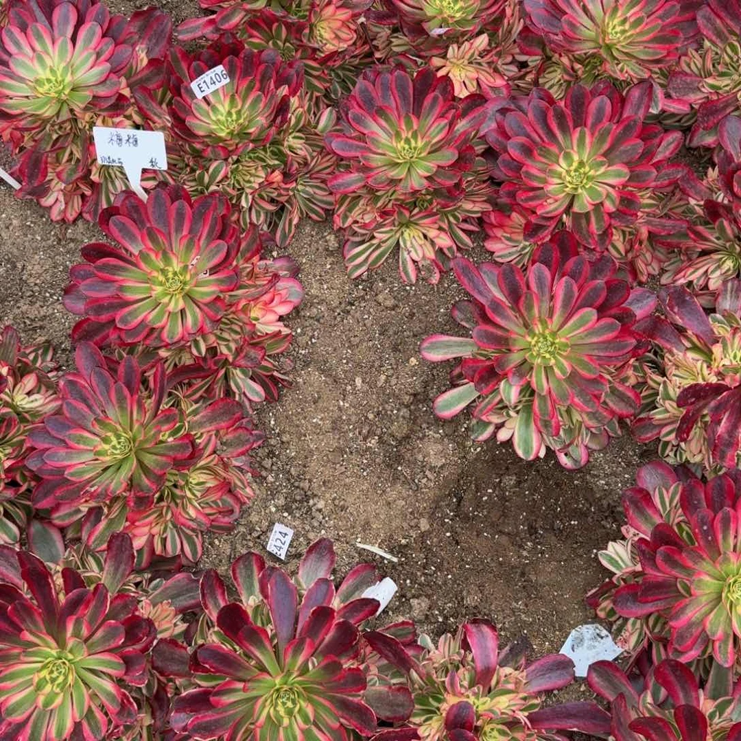 涵*100元荔枝到秋费用。多肉植物