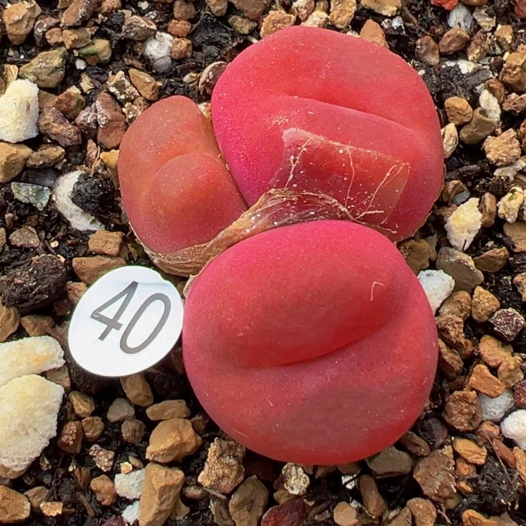 多肉植物11111111111111111