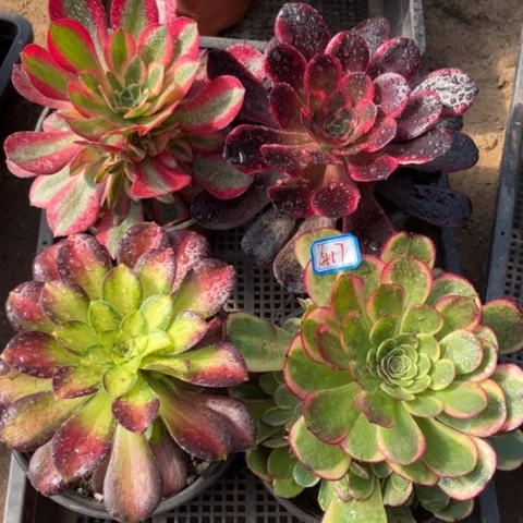 417多肉植物组合