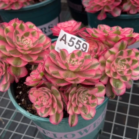 559倾城朵朵18厘米左右