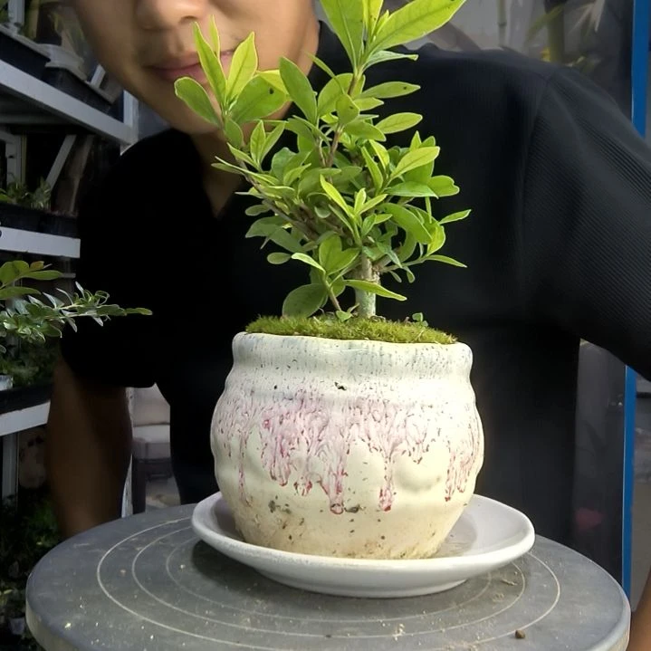 诗***?中青园艺一物一拍30