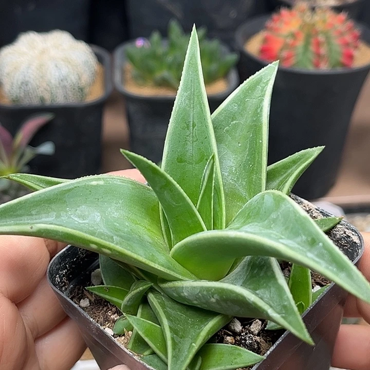 无花朵新品种芦荟母本一颗