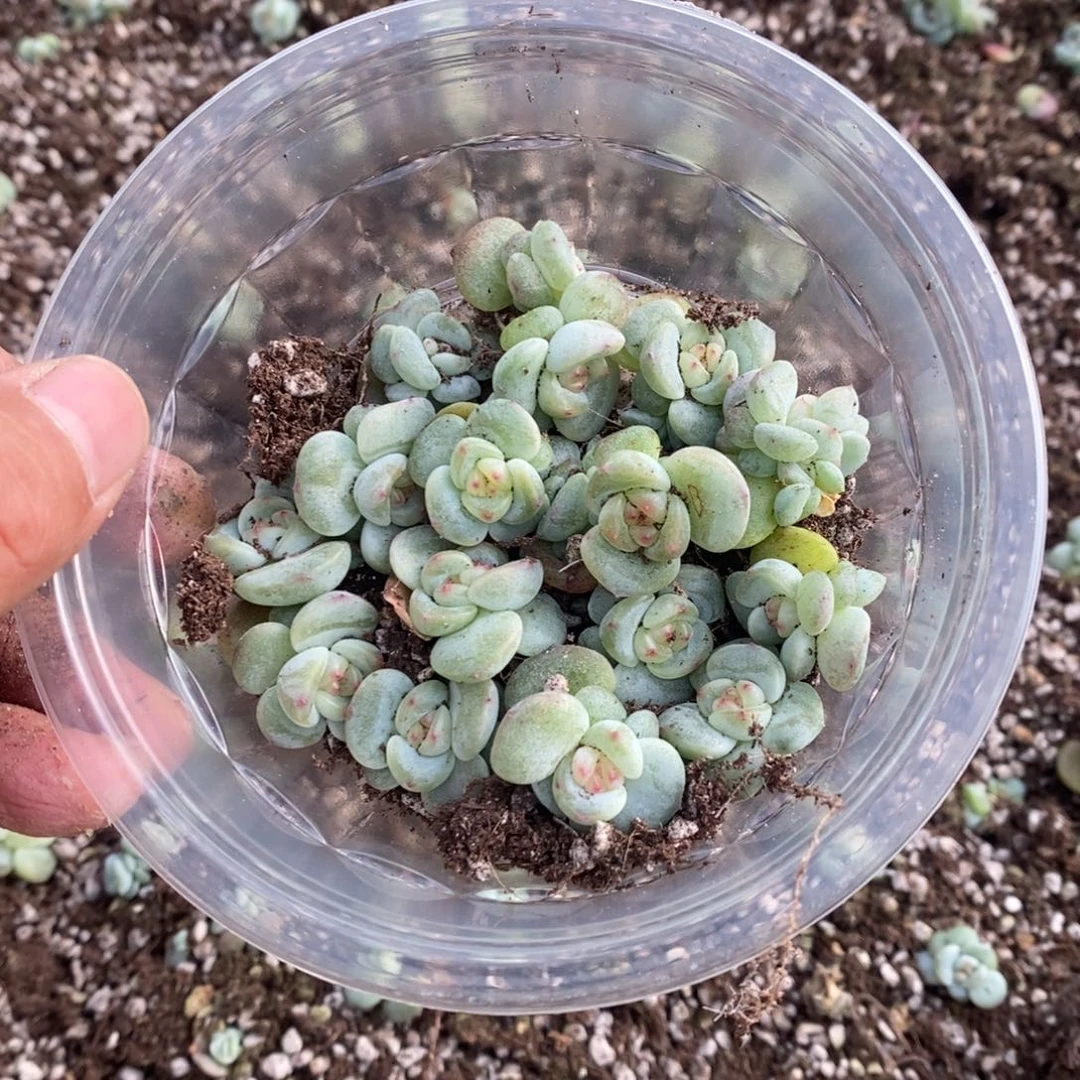 多肉植物精品切糕B267