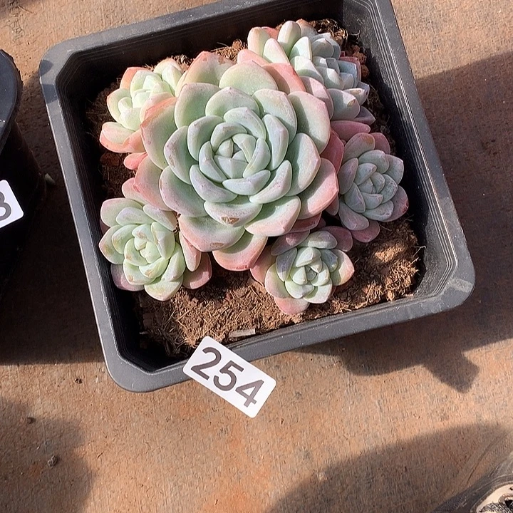 254冰玉 一物一拍多肉