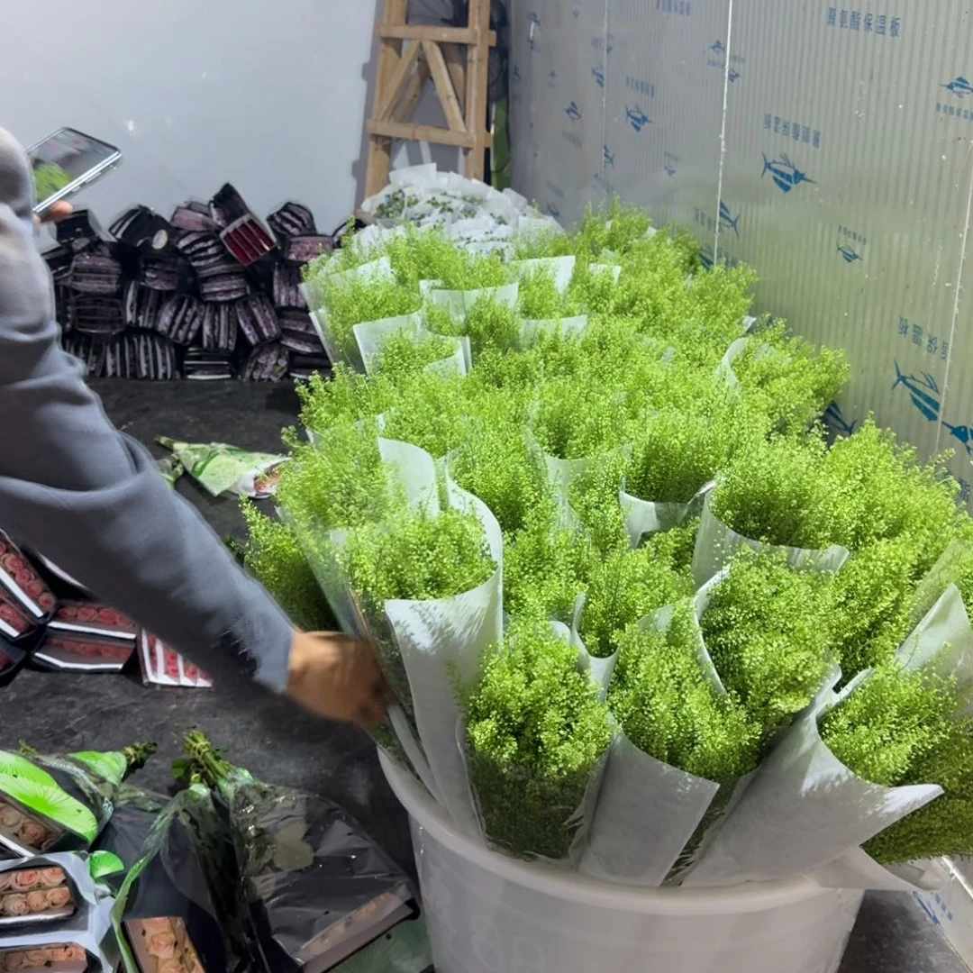 绿灵草2扎包邮价百分之二十不售后