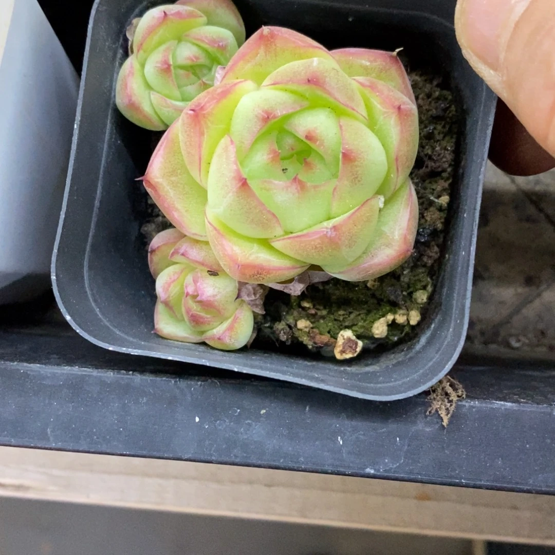 精品多肉一物拍不包整217