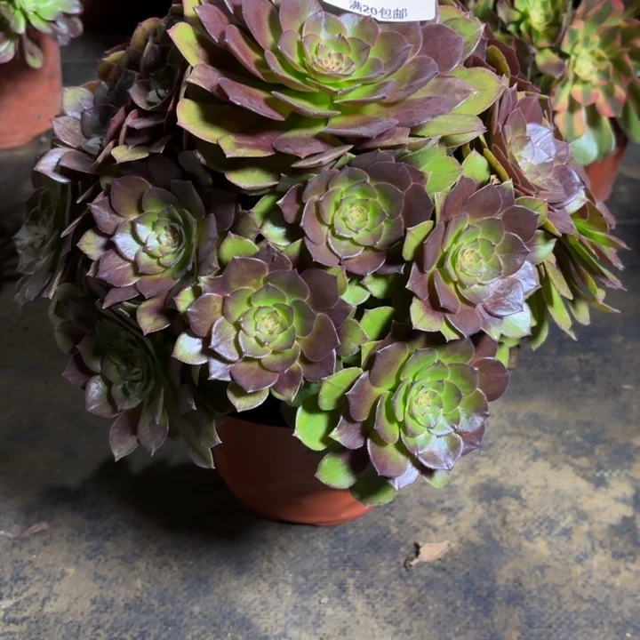 瑞妈，，。。。。073新版桃花石