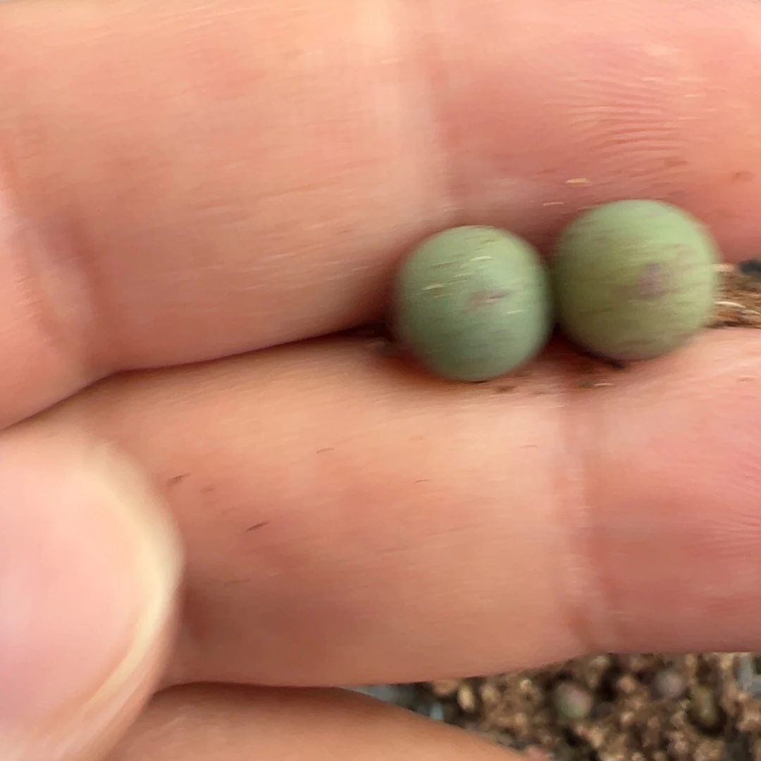 22-97量拍sb1102v嘴小苗一颗