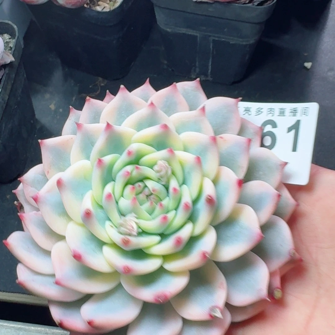 吉娃娃锦      愿你一路坦途，乘风破浪展宏图