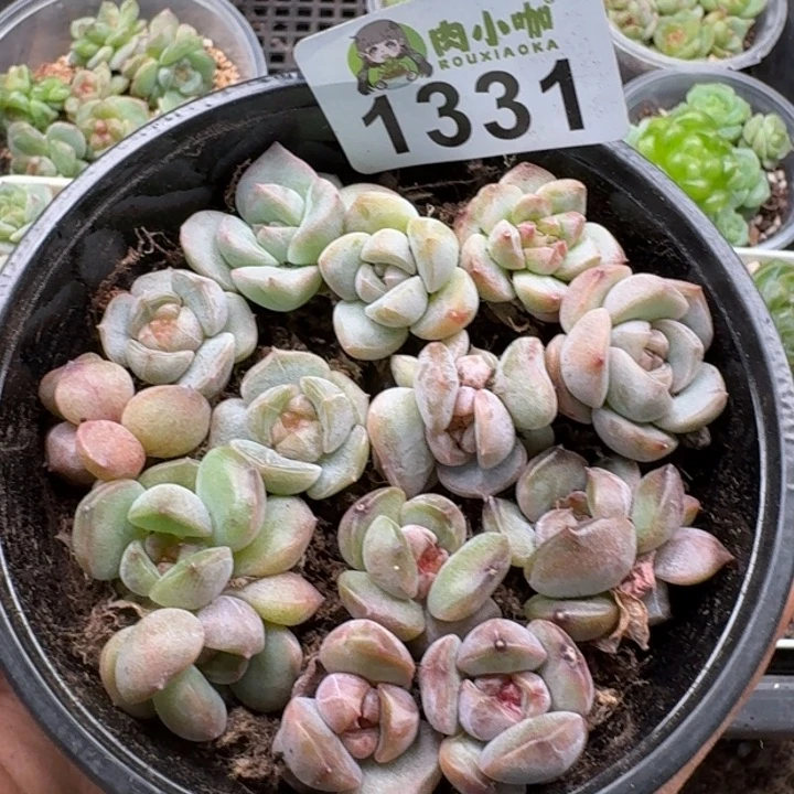 无花朵多肉植物多肉植物