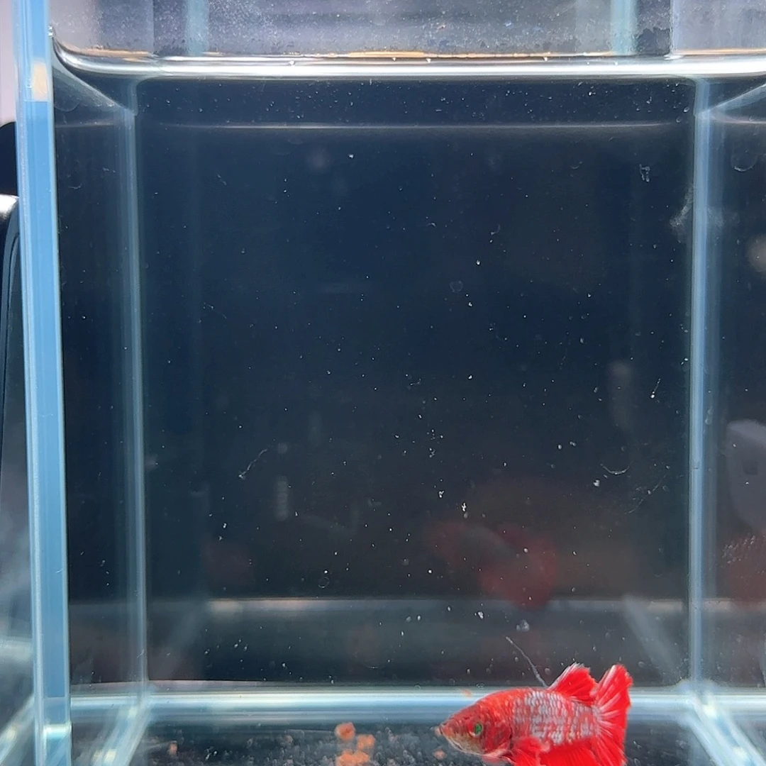 斗鱼活体观赏鱼好养耐活