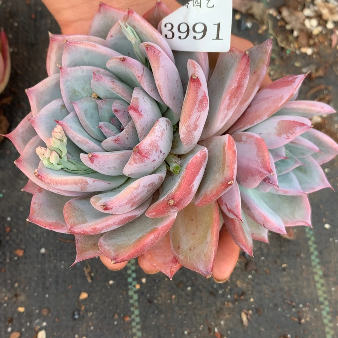 3991杂交精品基地12厘米