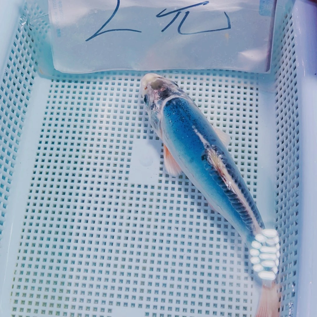 海水鱼锦鲤观赏鱼170