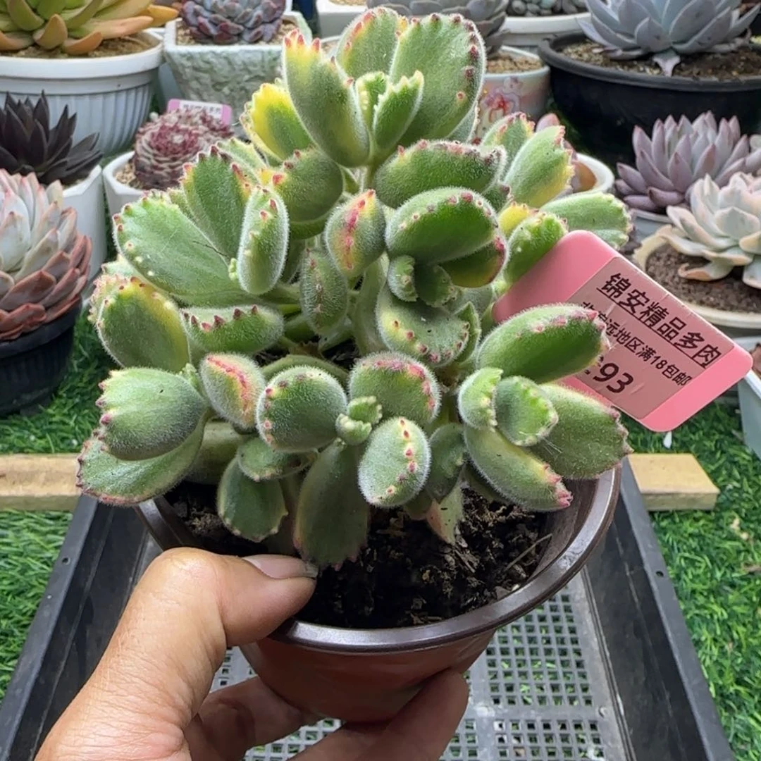 锦安精品多肉植物293