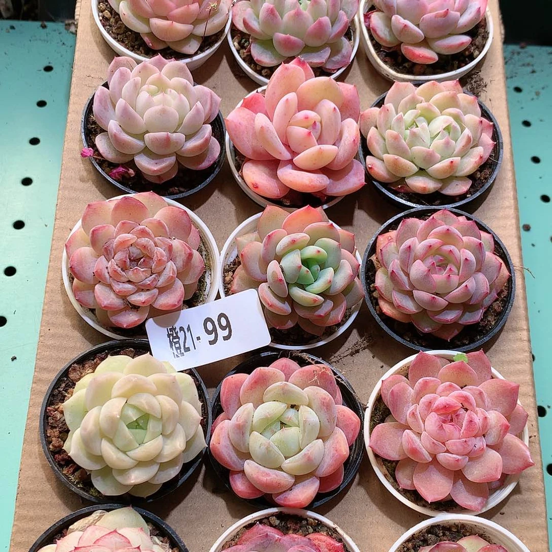 21-99一物一拍带盆18颗。