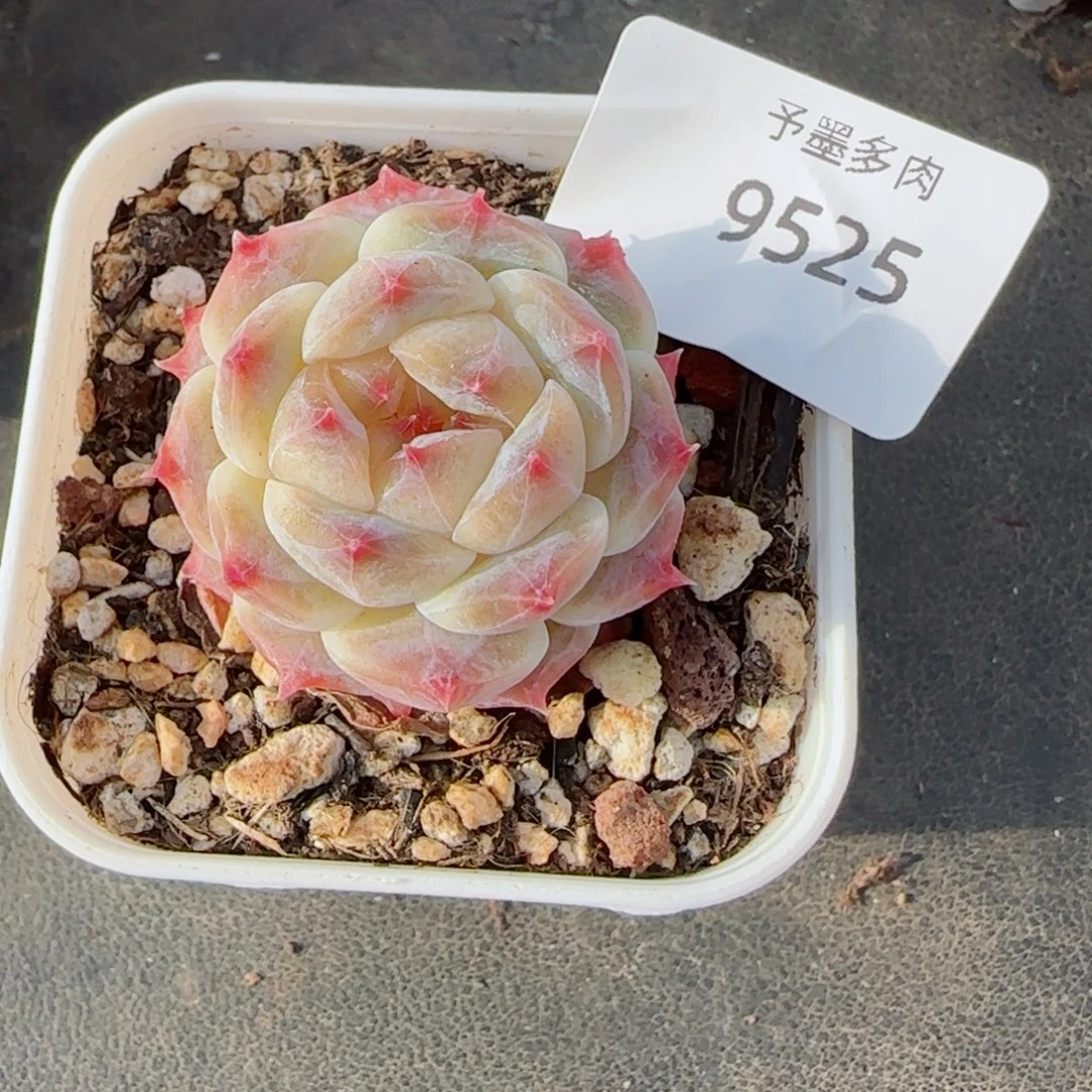 冰魄福利，9525多肉植物