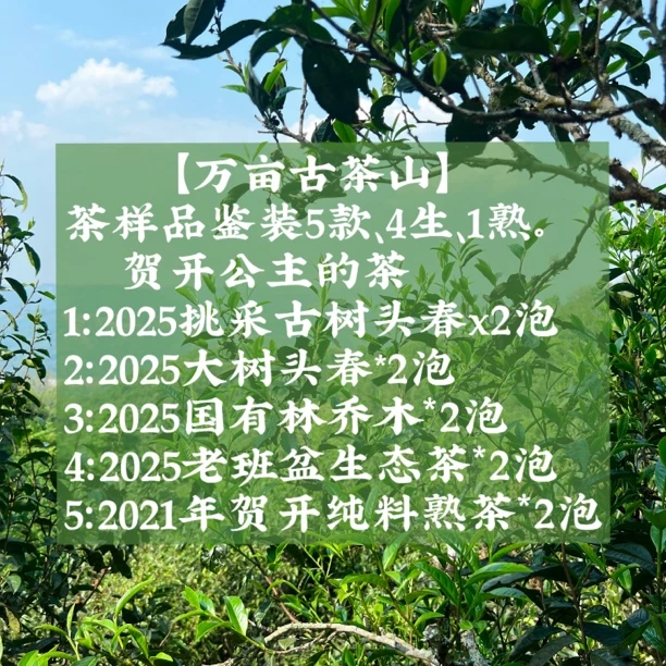 【贺开古树头春】2025新茶茶样品鉴装