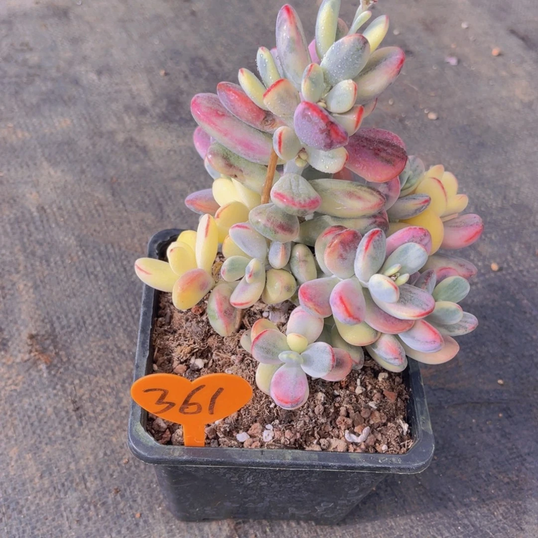 郭*萍361号多肉植物一物一拍